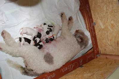 Prodám štěňata Lagotto Romagnolo