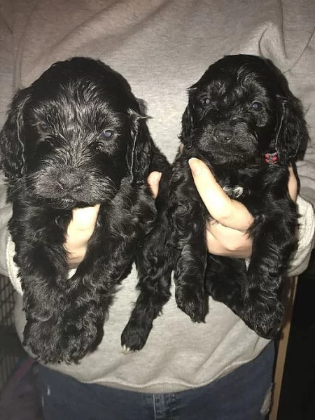 F1 Cockapoo Puppys