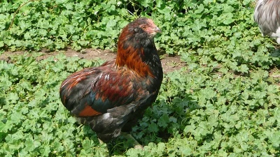 Kohoutci