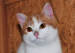Darujeme nalezené kotě