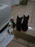 Daruji koťátka po siamské kočce