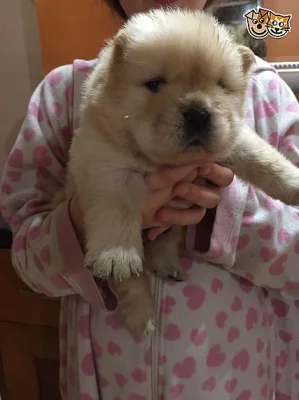 Kc registrovaný černý pes Chow Chow Dog
