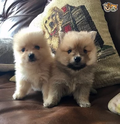 Super mini pomeranský medvídek