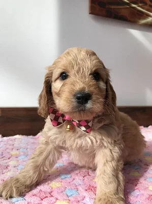 Pěkná červená Kc miniaturní pudla pro stud * ověřená
