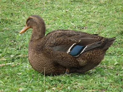 Kachny ruánské