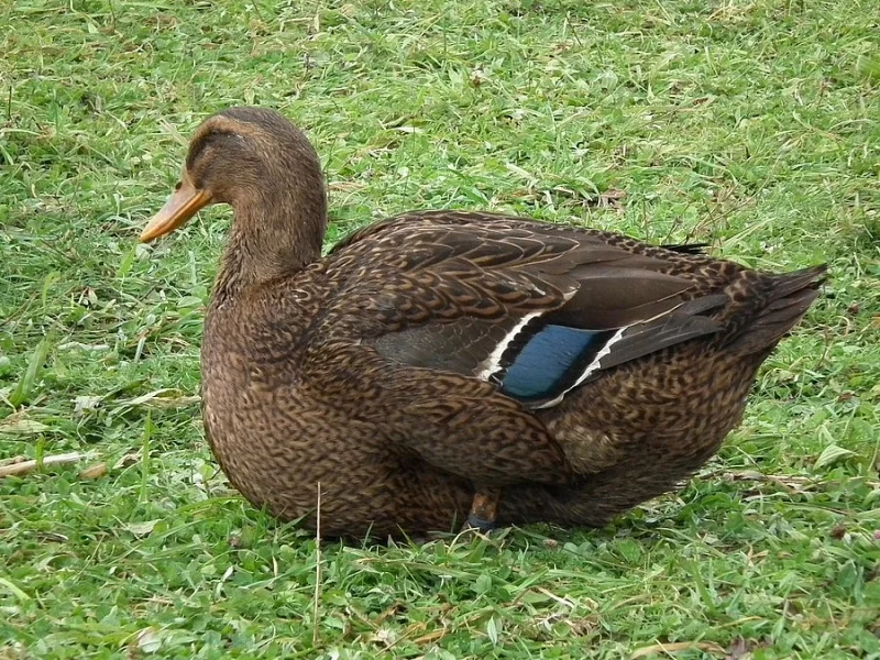 Kachny ruánské