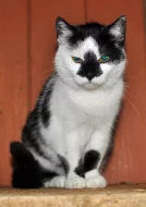 Darujeme nalezenou kočičku