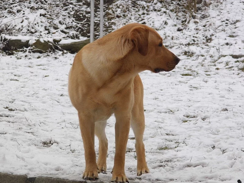 Daruji do dobrych rukou labradora