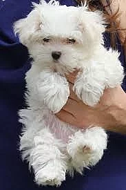 Velké Maltské štěňata na domovských stránek