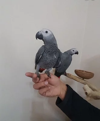šťastné mladé. Kongo. Africké. Papoušek šedý, krotká a sladk