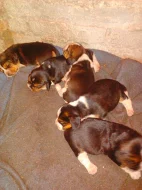 štěňátka Bíglů tricolor, bígl