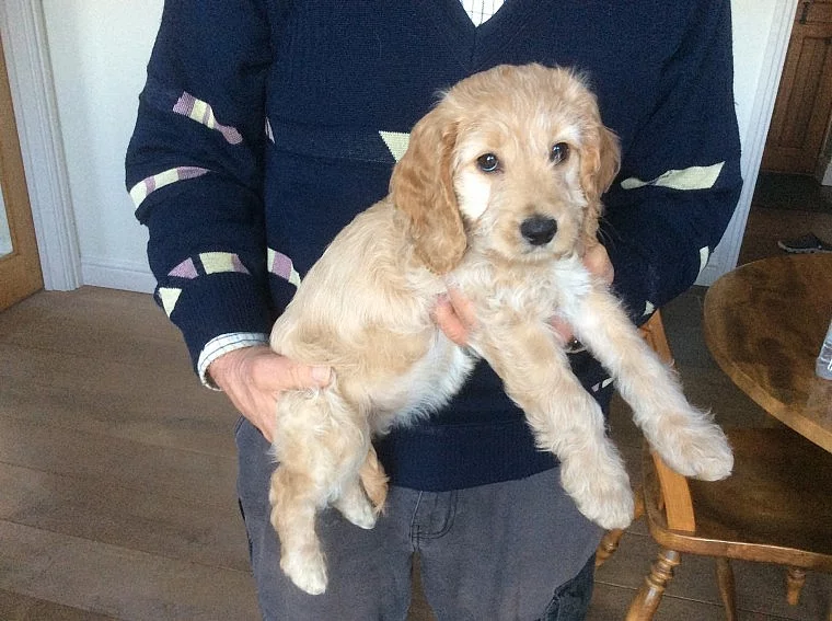 2 štěňata Blenheim Cockapoo připraveni