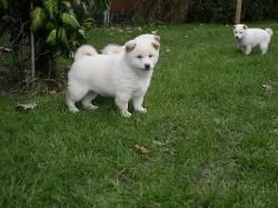 Shiba Inu štěňátka s PP