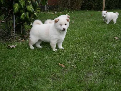 Shiba Inu štěňátka s PP