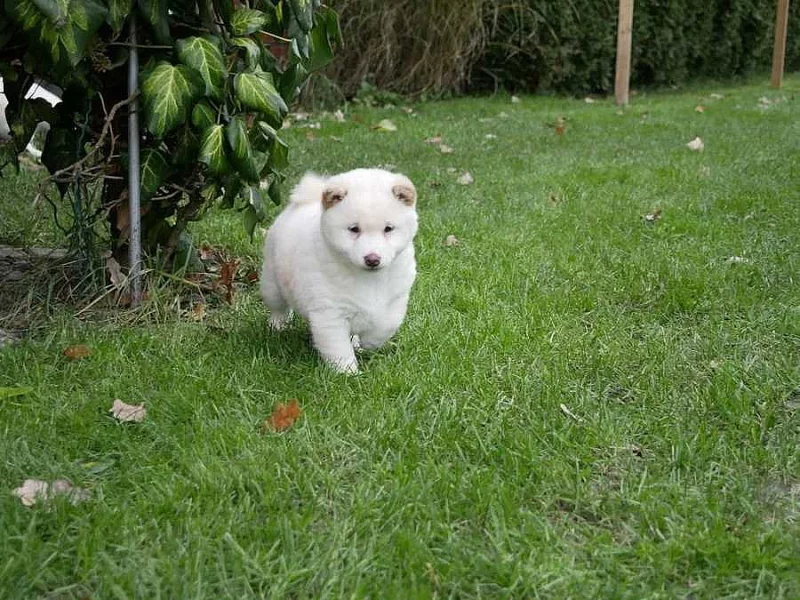 Shiba Inu štěňátka s PP