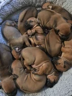 Rhodéský Ridgeback štěňata s pp