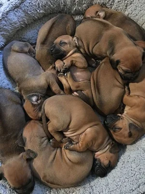 Rhodéský Ridgeback štěňata s pp