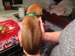 Rhodéský Ridgeback štěňata s pp