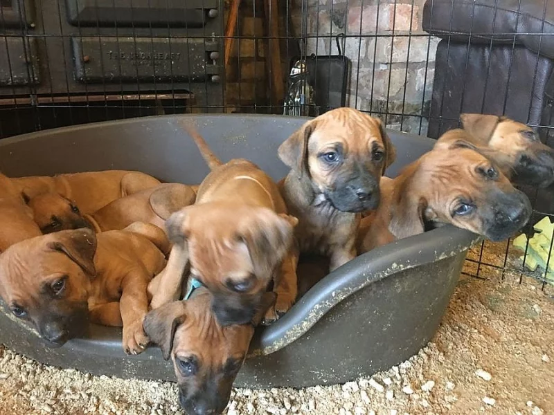Rhodéský Ridgeback štěňata s pp