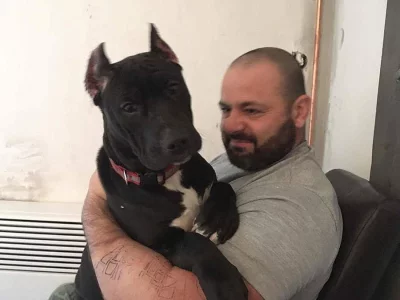 American bully top fenka s pp