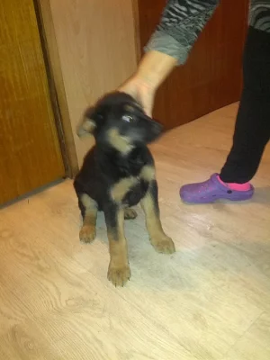 štěně