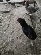 Kohoutek
