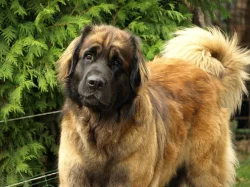 Leonberger www.leonkonakov.cz