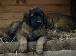 Leonberger www.leonkonakov.cz