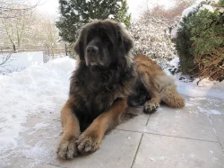 Leonberger www.leonkonakov.cz