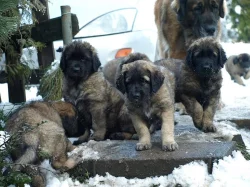 Leonberger www.leonkonakov.cz