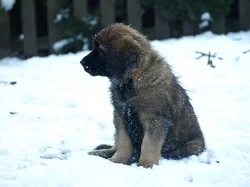 Leonberger www.leonkonakov.cz