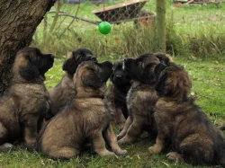 Leonberger www.leonkonakov.cz