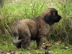 Leonberger www.leonkonakov.cz