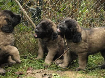 Leonberger  www.leonkonakov.cz