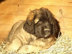 Leonberger www.leonkonakov.cz