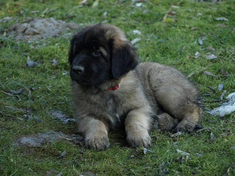 Leonberger www.leonkonakov.cz