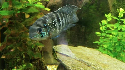 Akara modrá
