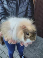 Morče