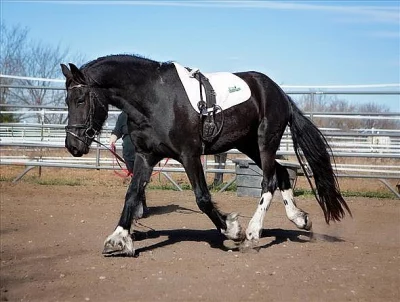 Elegantní Friesian Valach kůň na prodej 100% přátelský.