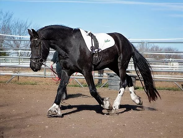 Elegantní Friesian Valach kůň na prodej 100% přátelský.