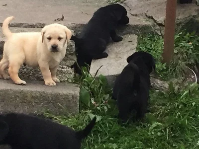 Labradorské štěňátka