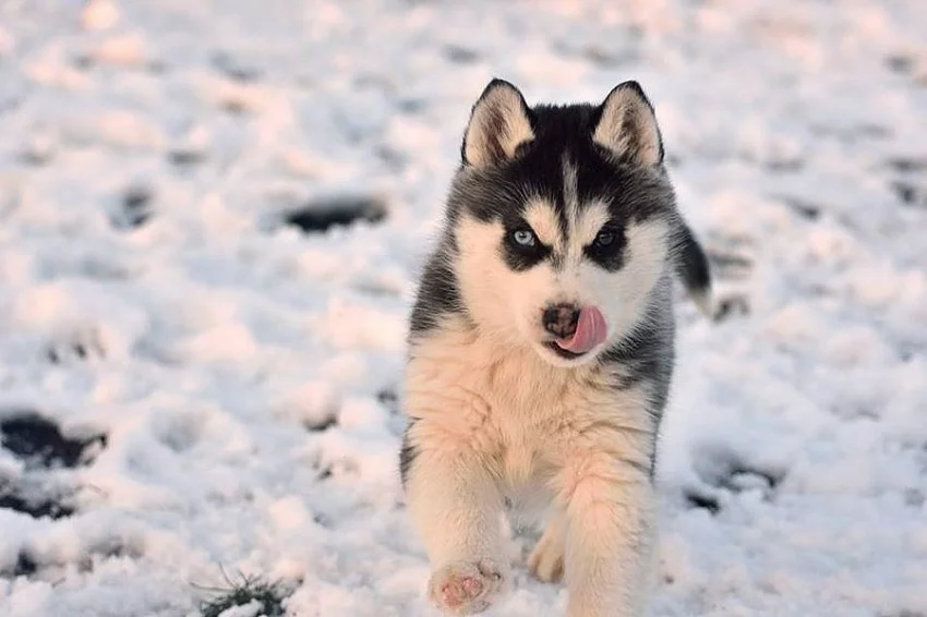 Siberian Husky s PP