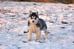 Siberian Husky s PP