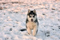 Siberian Husky s PP