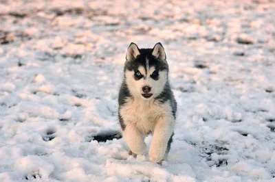 Siberian Husky s PP