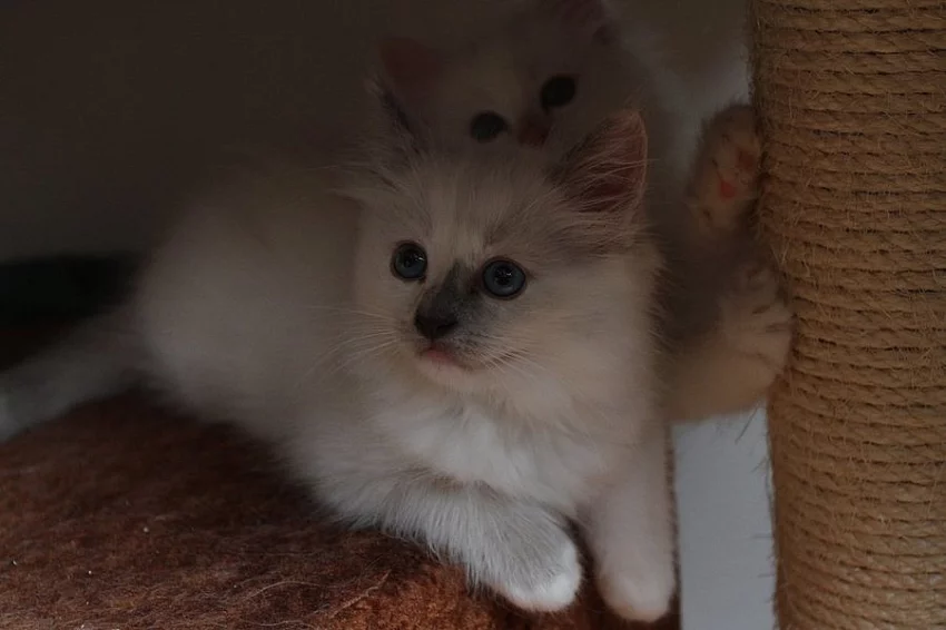 Posledni volná koťátka Ragdoll s PP