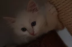 Posledni volná koťátka Ragdoll s PP