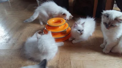 Posledni volná koťátka Ragdoll s PP