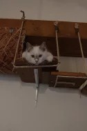 Posledni volná koťátka Ragdoll s PP