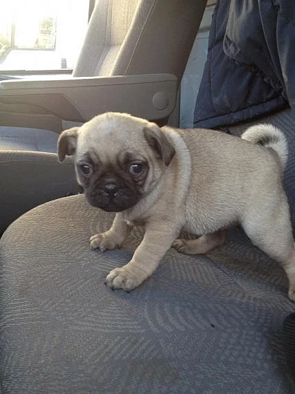 Beautiful Chunky Pug Puppies